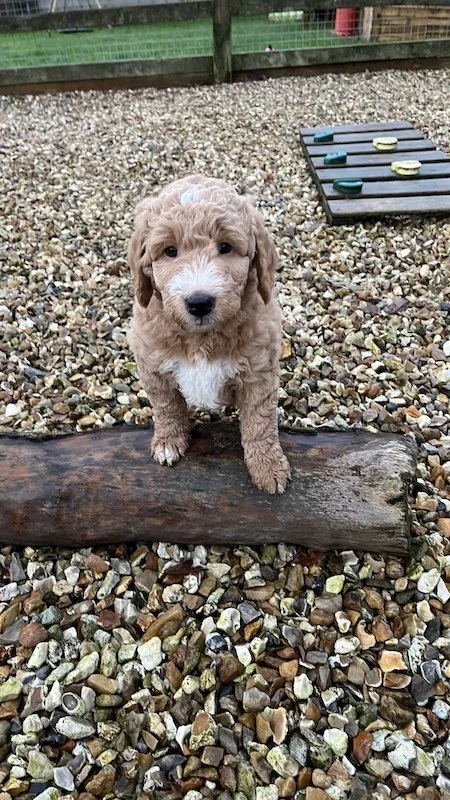 Goldendoodle puppy270.jpeg