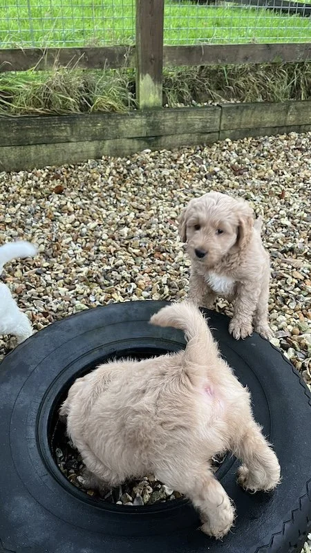 Goldendoodle puppy272.jpeg
