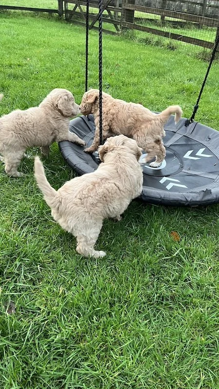 Goldendoodle puppy274.jpeg