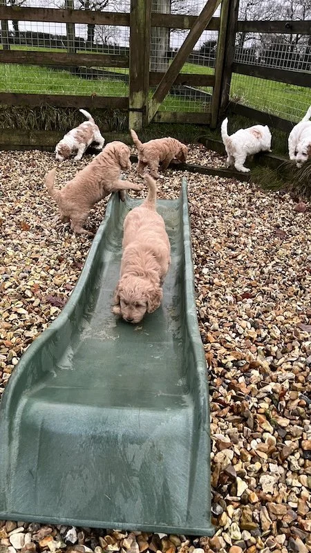 Goldendoodle puppy277.jpeg