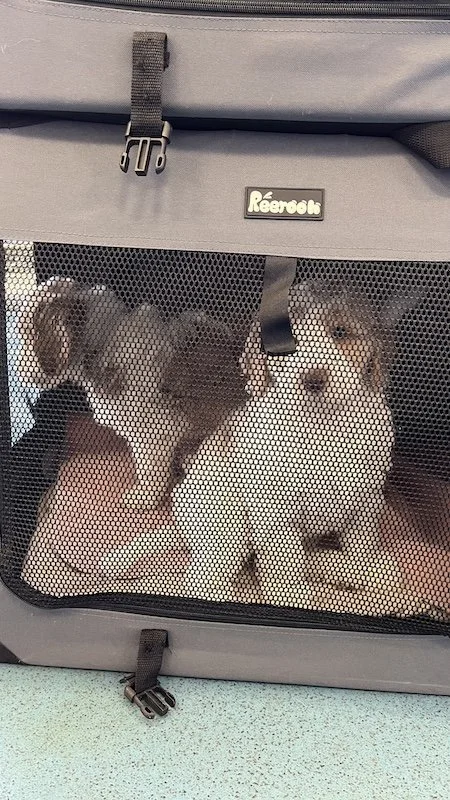 Goldendoodle puppy281.jpeg