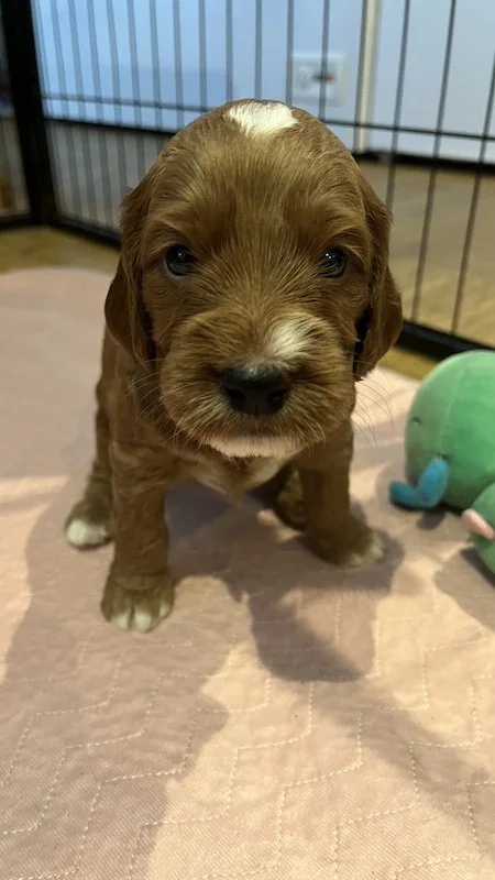 irish doodle puppy46.jpeg