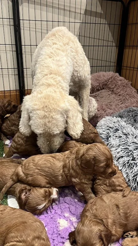 irish doodle puppy64.jpeg