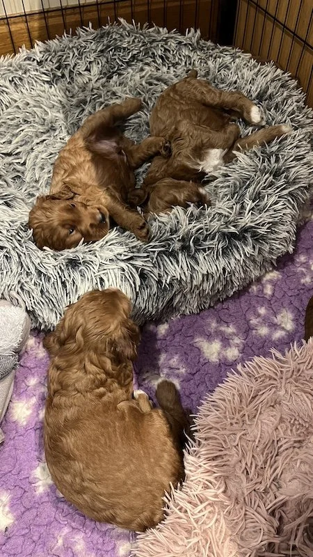irish doodle puppy18.jpeg