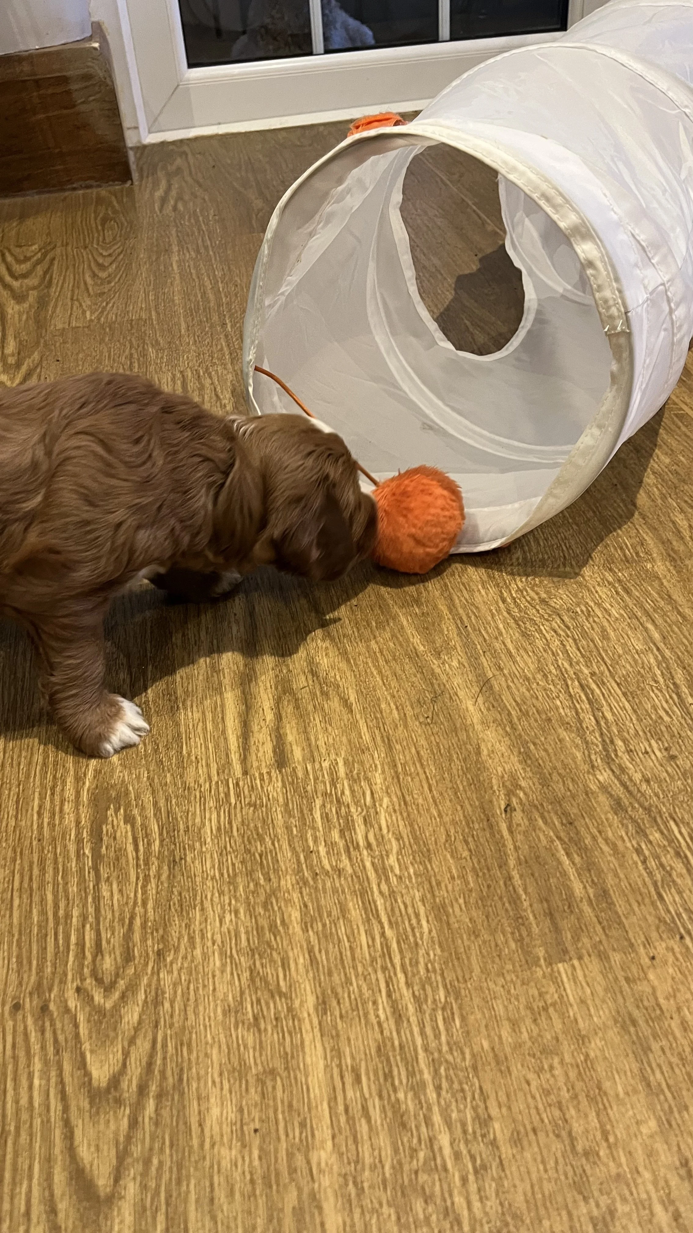 irish doodle puppy28.jpeg