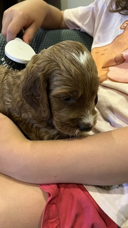 irish doodle puppy34.jpeg