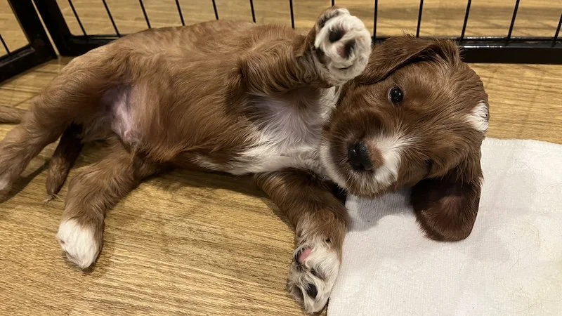 irish doodle puppy58.jpeg