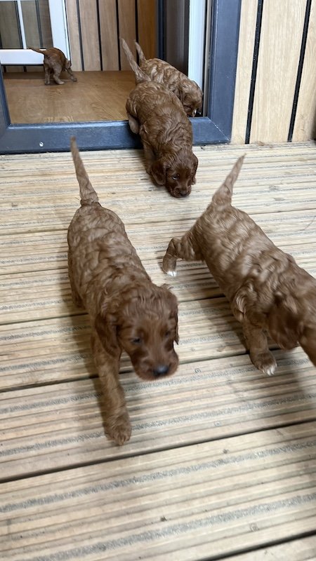 irish doodle puppy1.jpeg