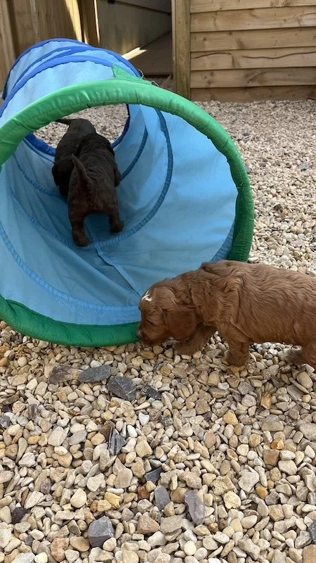 irish doodle puppy12.jpeg
