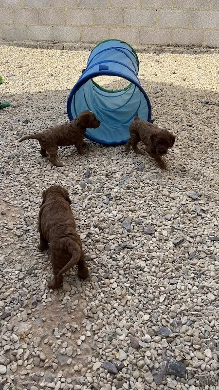 irish doodle puppy21.jpeg