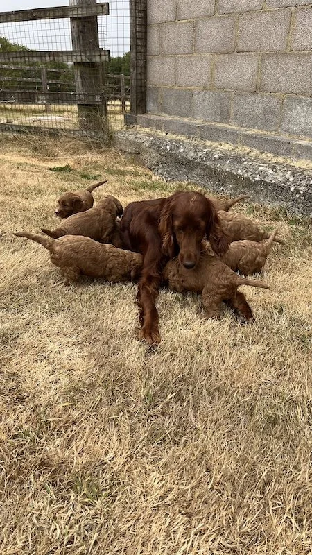 irish doodle puppy35.jpeg