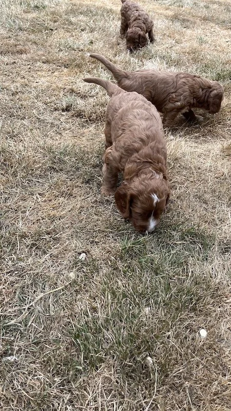 irish doodle puppy37.jpeg