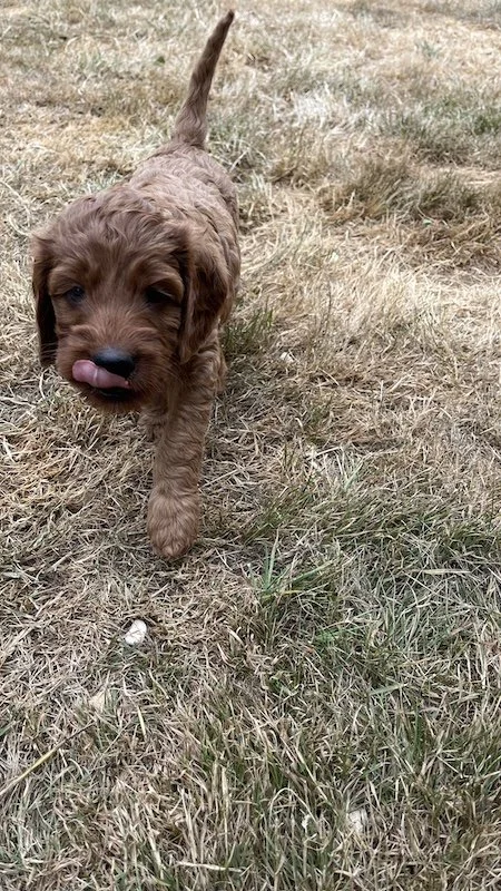irish doodle puppy39.jpeg