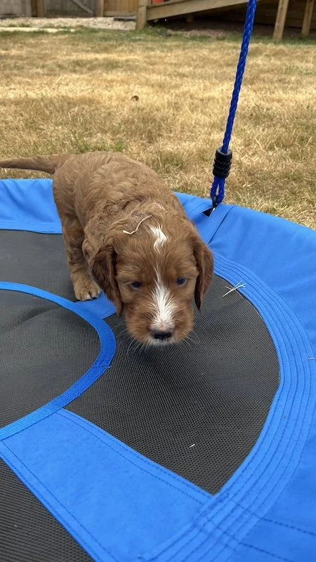 irish doodle puppy44.jpeg