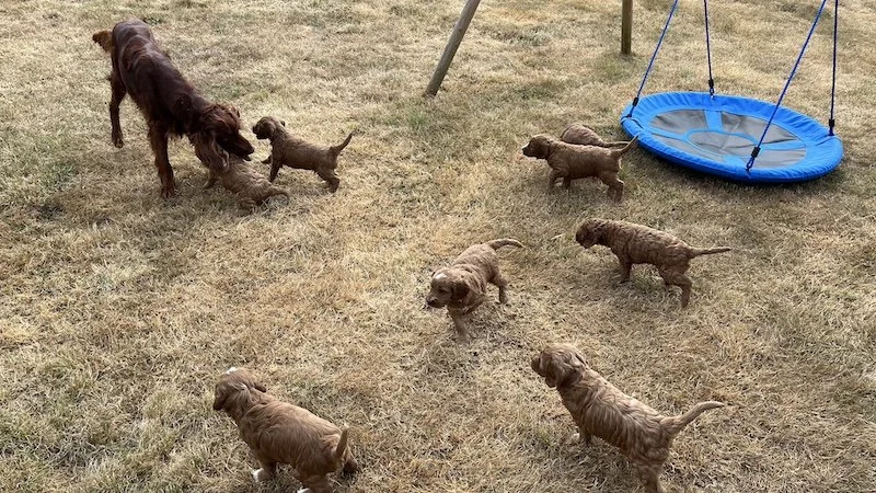 irish doodle puppy45.jpeg