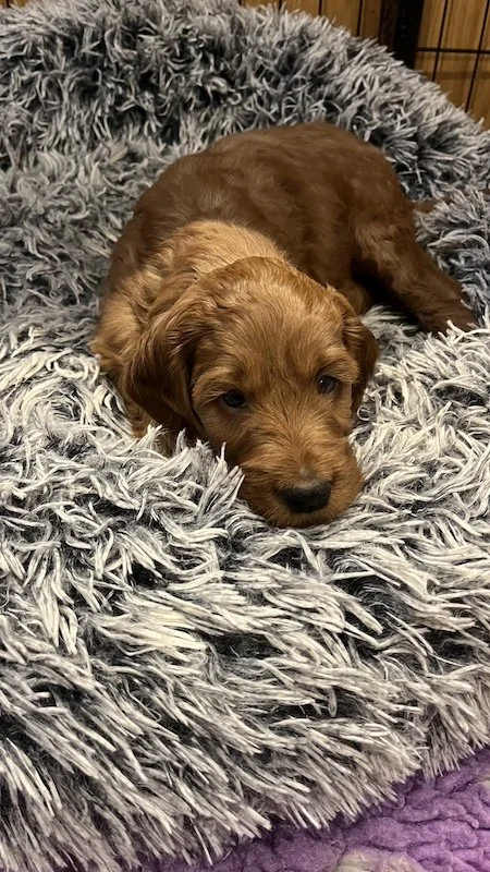 irish doodle puppy3.jpeg