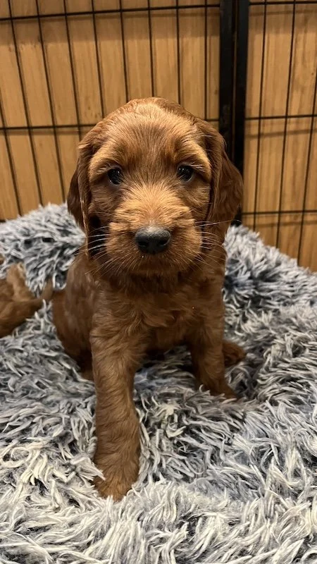 irish doodle puppy5.jpeg