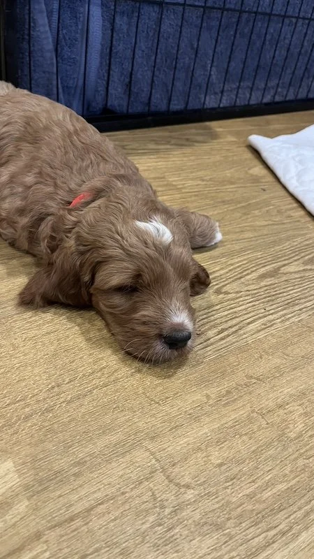 irish doodle puppy6-Rebecca’s MacBook Pro.jpeg