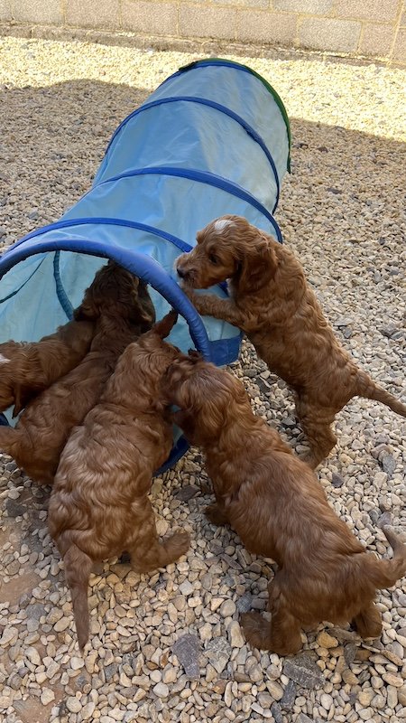 irish doodle puppy7.jpeg