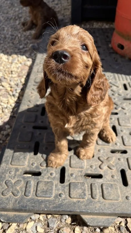 irish doodle puppy14.jpeg