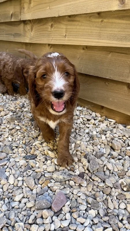 irish doodle puppy16.jpeg