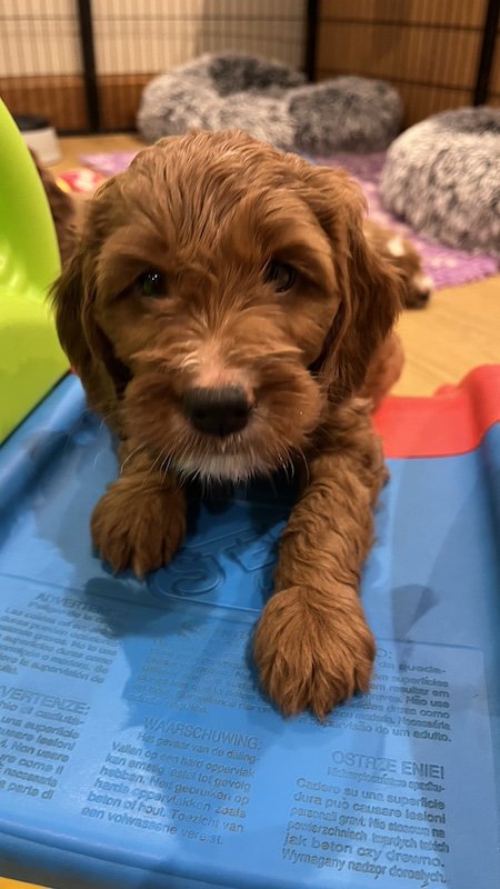 irish doodle puppy17.jpeg
