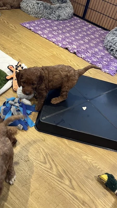 irish doodle puppy23.jpeg