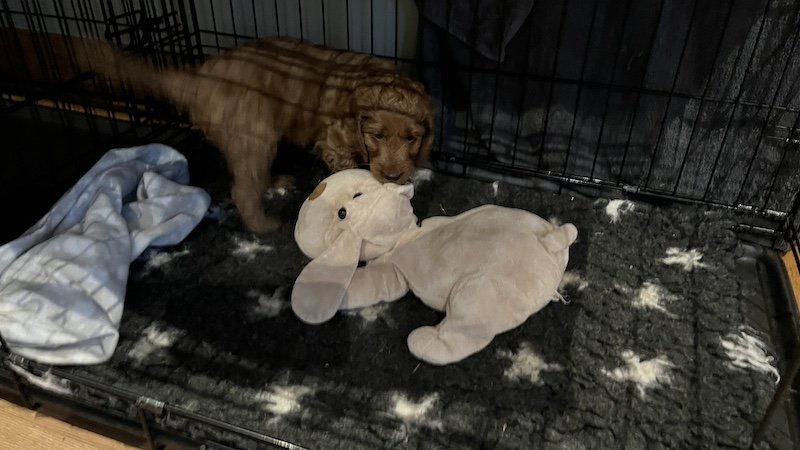 irish doodle puppy28.jpeg