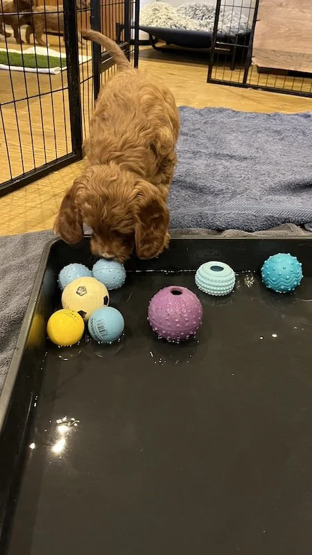 irish doodle puppy30.jpeg