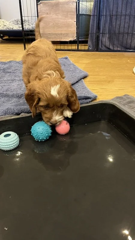 irish doodle puppy31.jpeg