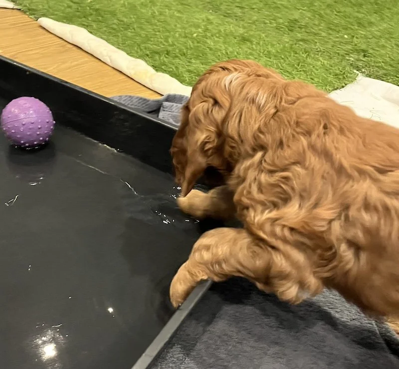 irish doodle puppy36.jpeg