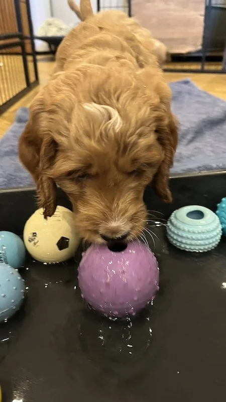 irish doodle puppy38.jpeg