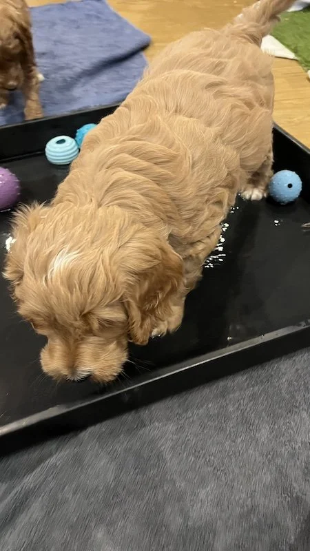 irish doodle puppy40.jpeg
