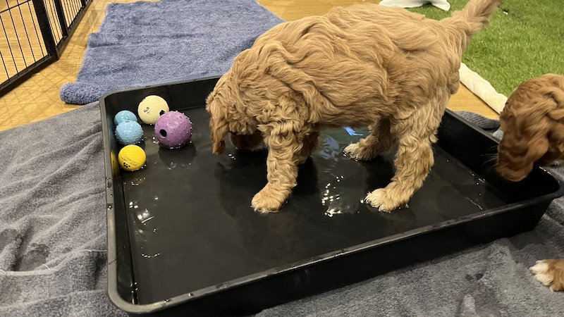 irish doodle puppy41.jpeg