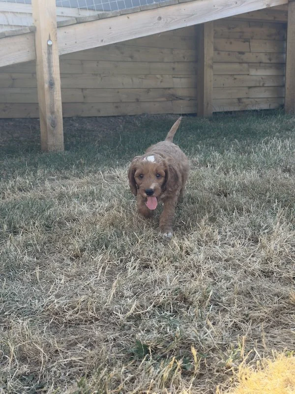 Goldendoodle puppy1.jpg