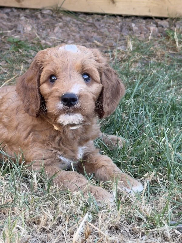 Goldendoodle puppy3.jpg