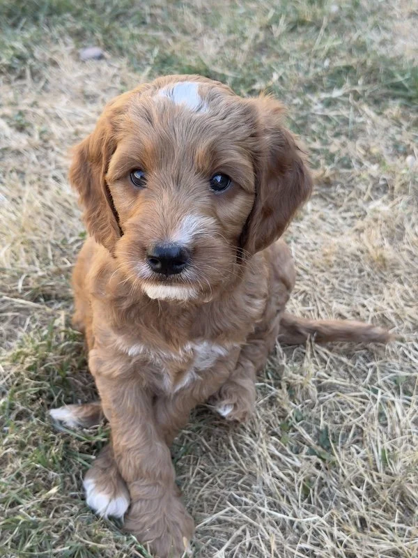 Goldendoodle puppy5.jpg