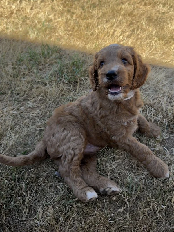Goldendoodle puppy8.jpg