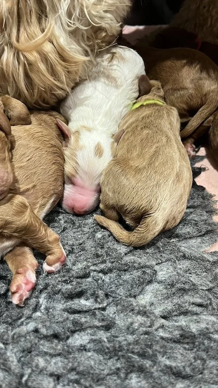 Goldendoodle puppies1.jpeg