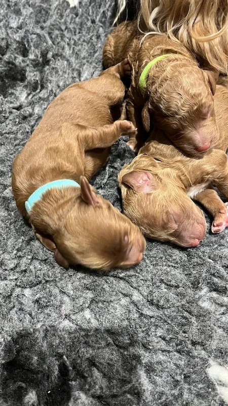 Goldendoodle puppies2.jpeg