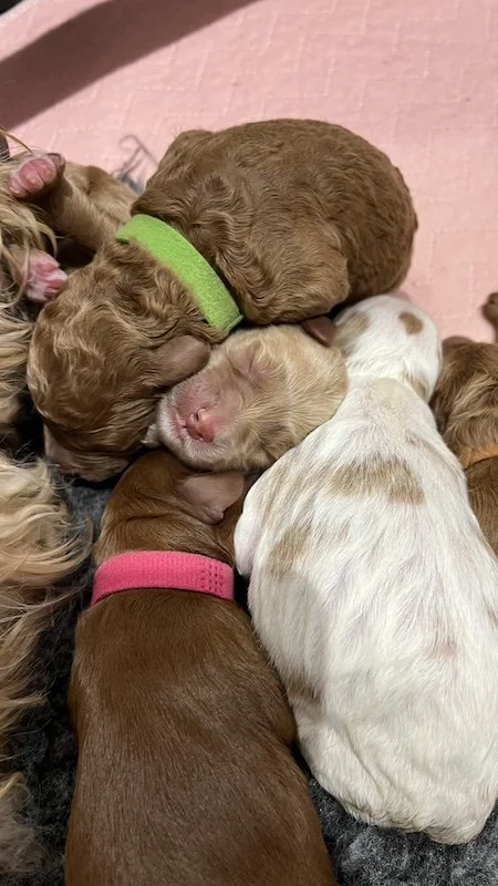 Goldendoodle puppies6.jpeg