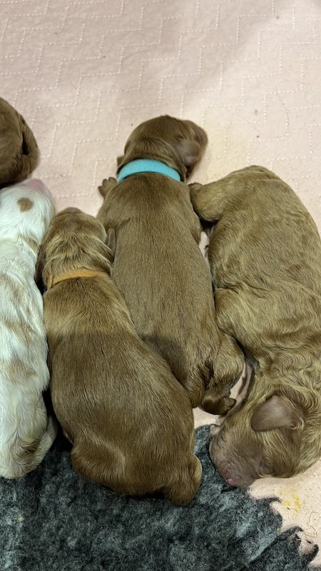 Goldendoodle puppies7.jpeg