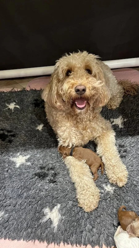 Goldendoodle puppies10.jpeg