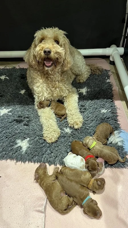 Goldendoodle puppies11.jpeg