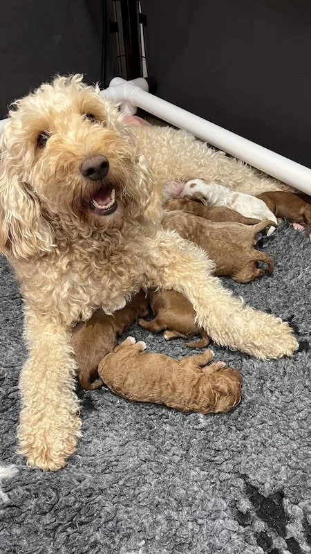 Goldendoodle puppies1.jpeg