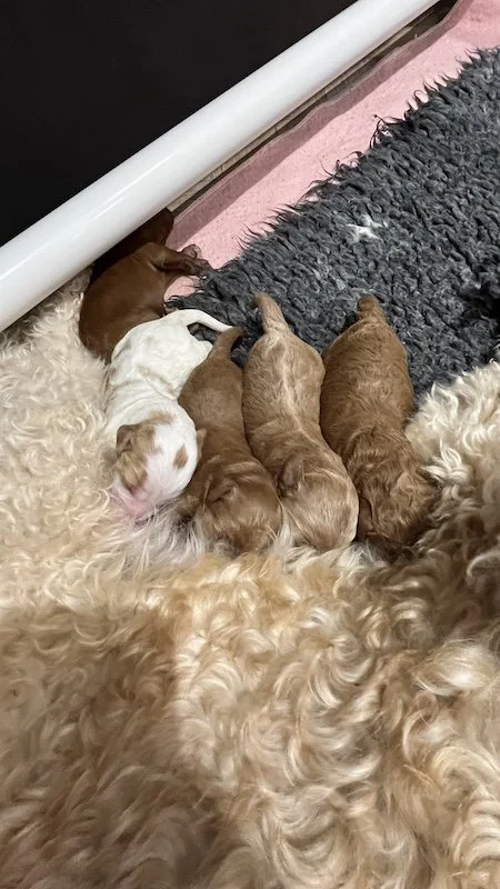 Goldendoodle puppies4.jpeg
