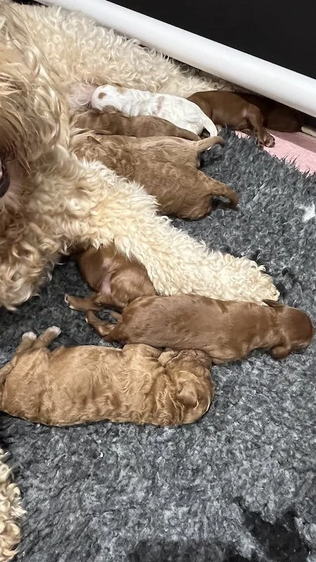 Goldendoodle puppies6.jpeg