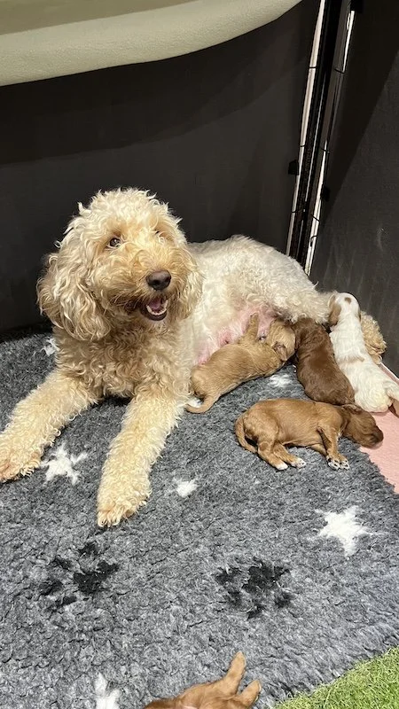 Goldendoodle puppies1.jpeg