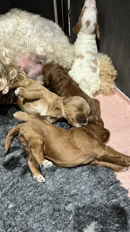 Goldendoodle puppies3.jpeg