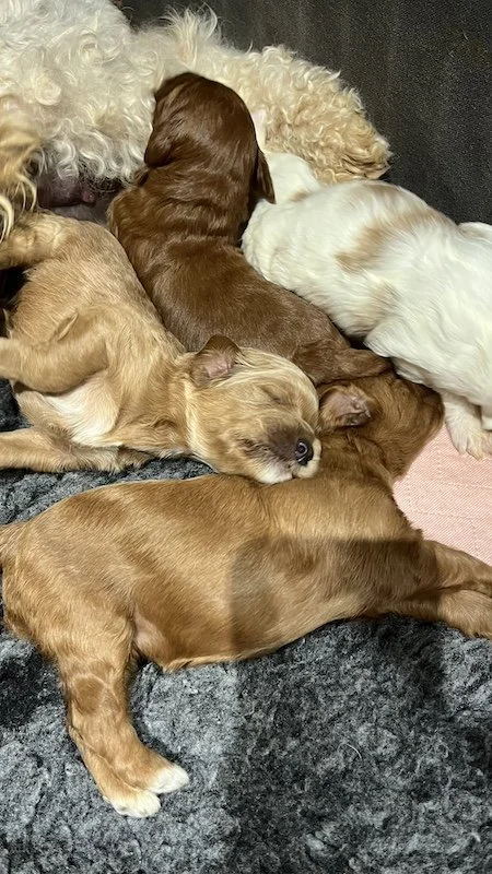 Goldendoodle puppies6.jpeg